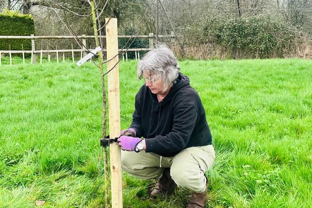 Tish planting one of the trees 