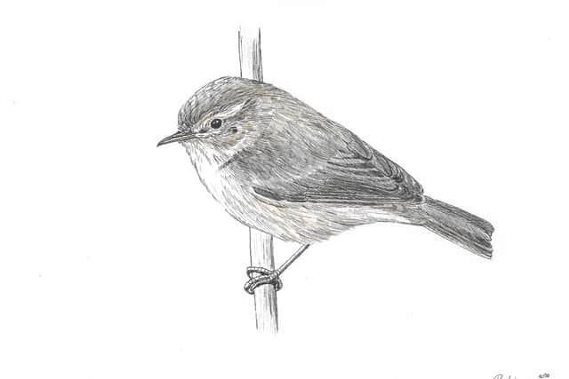 Chiffchaff 2020