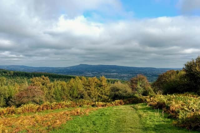 Mortimer Forest. Photo: Gregory666/Google