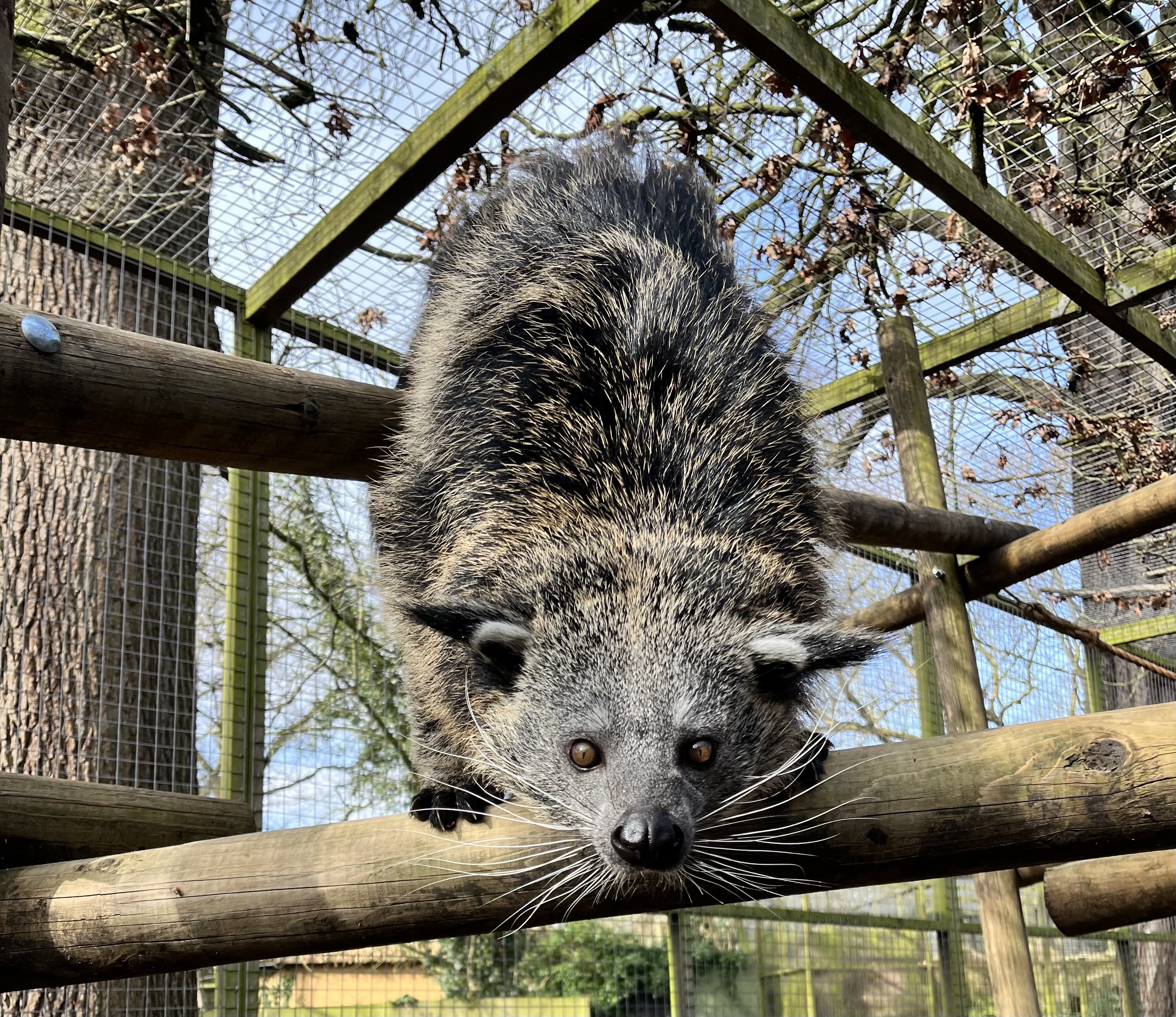 Drayton Manor Zoo welcomes rare binturong