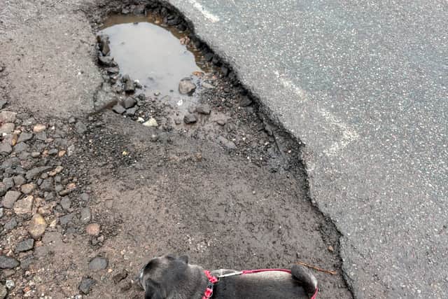 Careful there pooch, you wouldn't want to fall down this pothole. Spotted near Stoke-on-Trent Primary School