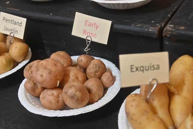 Some of the rare potatoes on display.