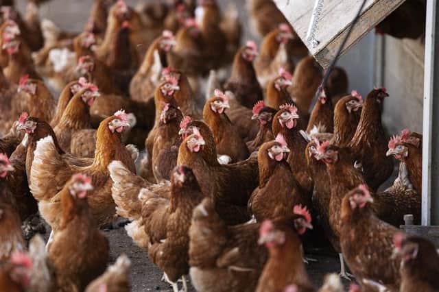 Brits consume 35kg of poultry each every year