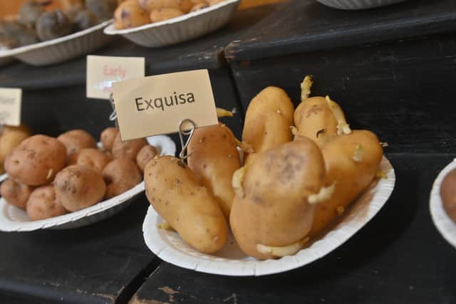 Some of the rare potatoes on display.