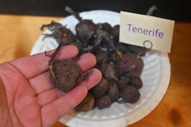 The event included rare potatoes on display.