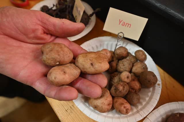 Yam spuds from 1770, the oldest type of potato you can still get.