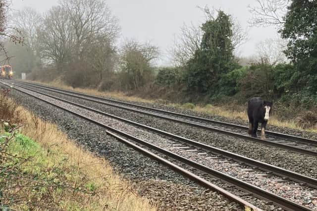 The horse on the track near Albrighton. Photo: Birmingham New Street