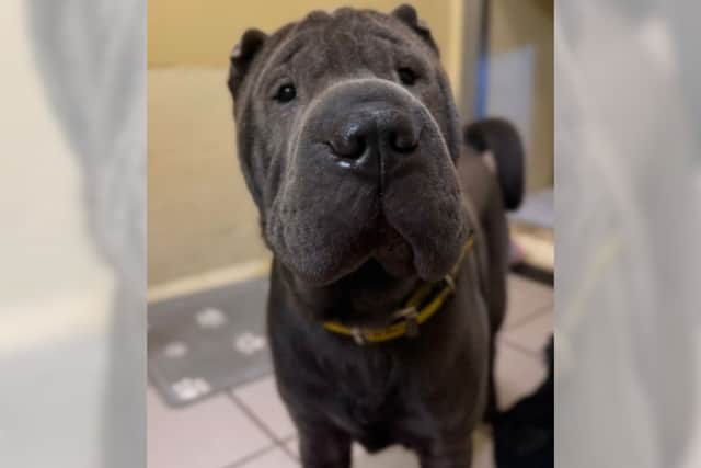 Dogs Trust Shrewsbury is appealing for help in finding a Shar Pei called Hank, who is missing and was last seen in the Broughall area of Whitchurch