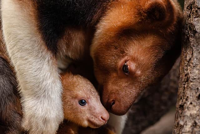 The new joey with his mum, Kitawa. Photo: Chester Zoo