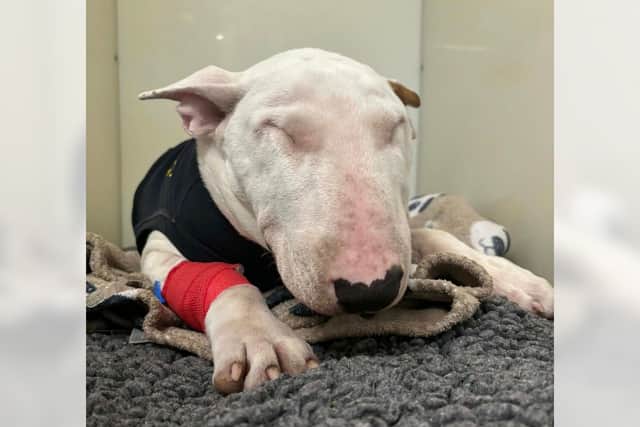 Charlie, after his emergency surgery. Photo: Teme Veterinary Practice