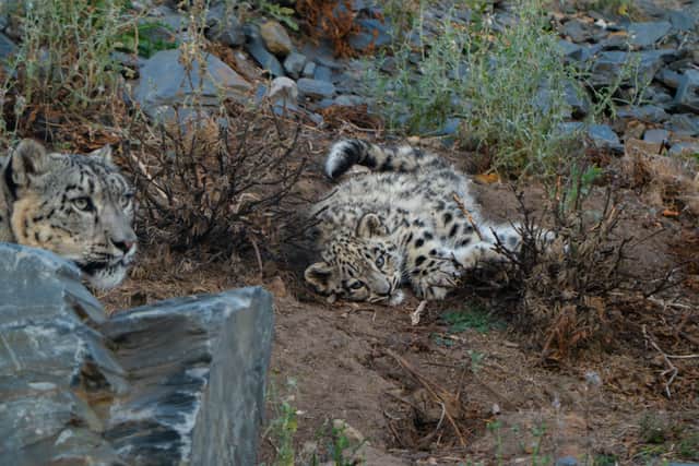 In August, snow leopard cub, Bheri, ventures outside for the first time. Picture: Chester Zoo
