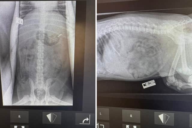 Five-month-old bull terrier Charlie was rushed to Teme Vets in Ludlow after swallowing a razor blade. Photo: Teme Veterinary Practice