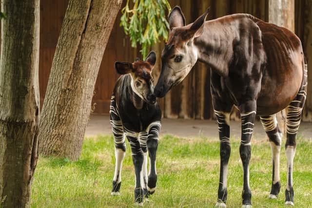 Mioli and Ada were spotted walking together in the outdoors. Picture: Chester Zoo