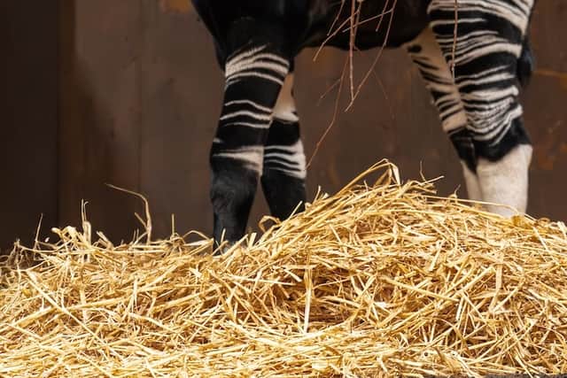 Miloli, a baby Okapi, or 'African Unicorn' as it's nicknamed, was spotted taking her first steps in her hidden nest in May. Picture: Chester Zoo
