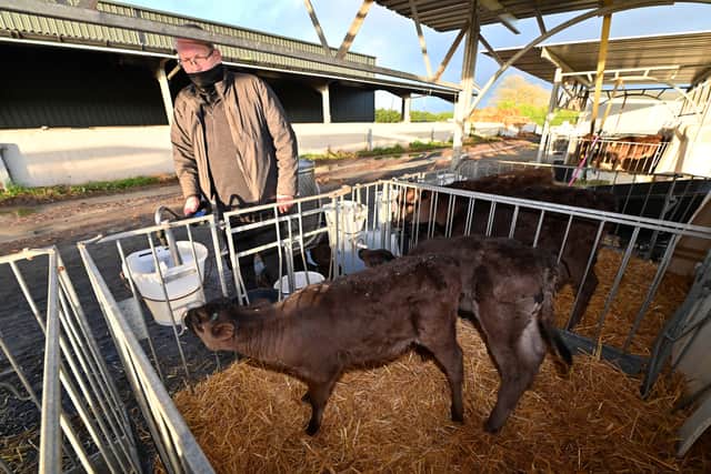 Wyndford Wagyu's Rob Edwards feeding calves. Photo: Steve Leath