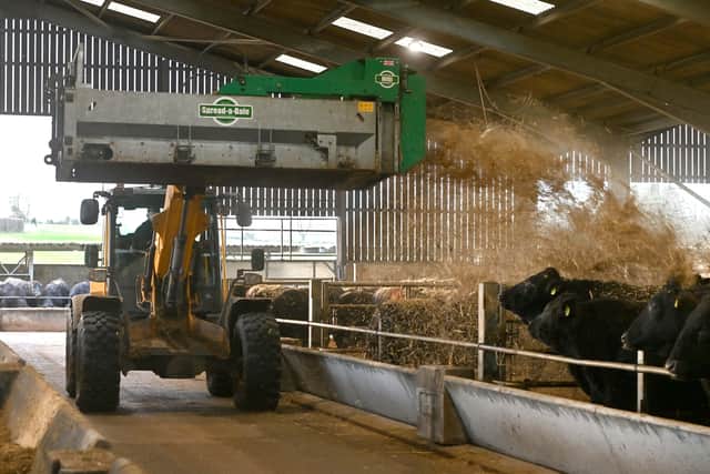 Sorting out fresh bedding for the cows at Wyndford Wagyu. Photo: Steve Leath