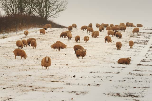 A bleak day for these sheep in the snow, off the A458, near Tasley, in March 2018.