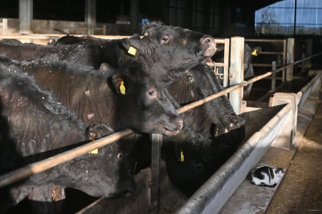Windford Wagyu, near Newport. Photo: Steve Leath