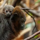The baby rare coppery titi monkey is said to be 'no bigger than a golf ball'. Picture: Chester Zoo