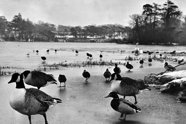 'The Arctic conditions have hit the wild fowl at The Mere at Ellesmere. They present an unusual sight as they walk across the icebound surface in search of food.' January 12, 1968.