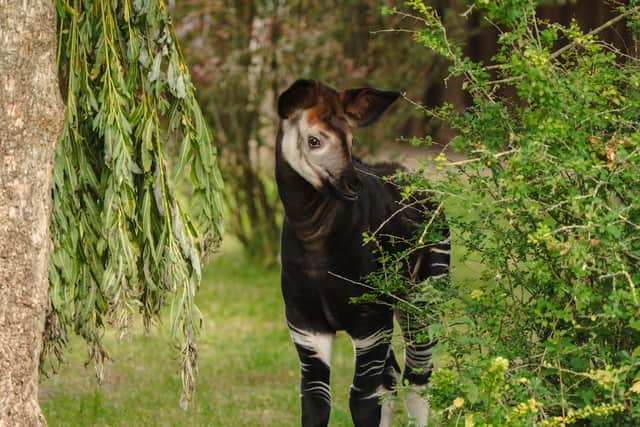 After gaining his confidence, Miloli ventured outside of the nest to experience the outdoors with his mum, Ada. Picture: Chester Zoo