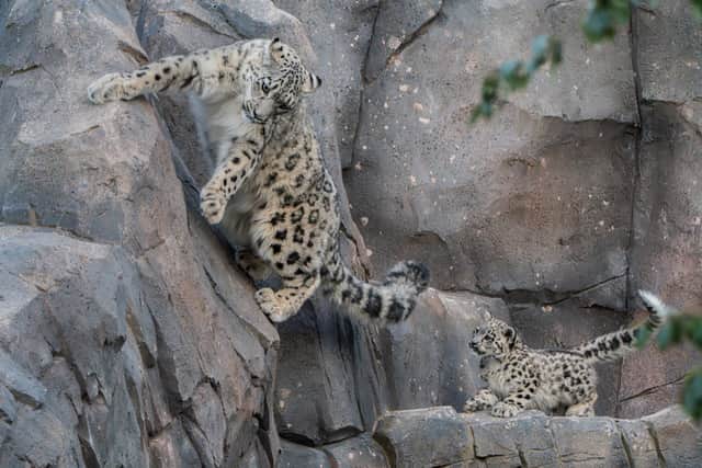 Snow leopard cub, Bheri, following 'mum'. Picture: Chester Zoo.