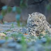 Snow leopard cub, Bheri, exploring. Picture: Chester Zoo