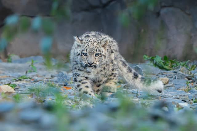 Snow leopard cub, Bheri, exploring. Picture: Chester Zoo