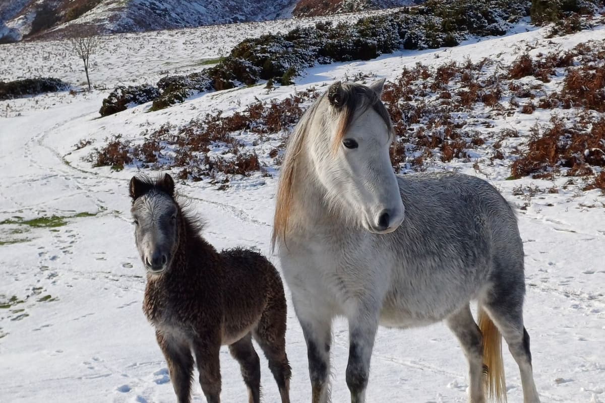 Ponies Scenes More of your incredible photos of wintry Shropshire scenes - including ...