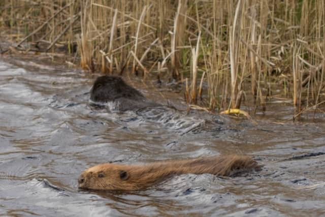 New beaver observation building at Mid Wales nature reserve approved