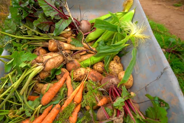 Pick your own farm fresh veggies is included in the ticket price (alongside one pumpkin per person)