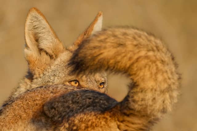 Parham Pourahmad, Wildlife Photographer of the Year