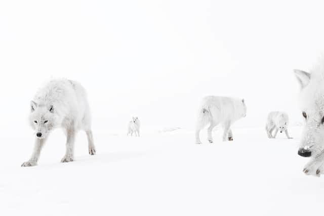 Amit Eshel, Wildlife Photographer of the Year