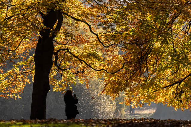 Stock image of a woman walking below autumn leaves.