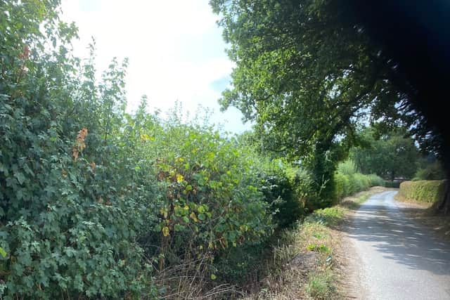 Roadside ditches adjacent to the lagoon site. Picture: Chris Naylor