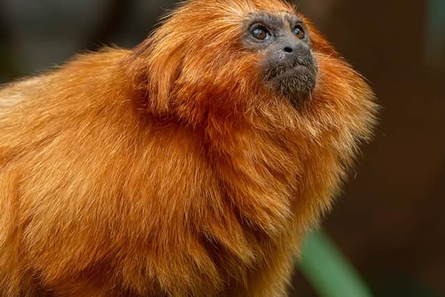 Golden lion tamarins George and Leaf make their debuts at Chester Zoo.
