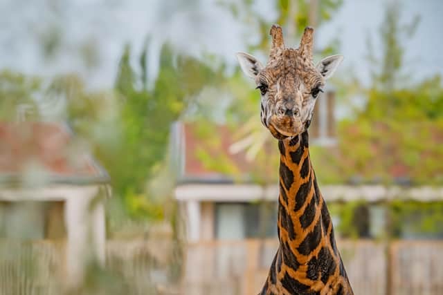 The Reserve at Chester Zoo. Picture: Chester Zoo