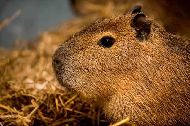 Cinnamon the missing capybara captured the nation's hearts.