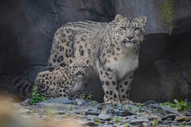 Snow leopard cub Bheri and mum Nubra at Chester Zoo.