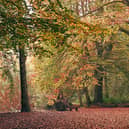 Apley Woods 