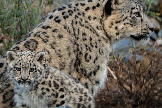 Snow leopard cub, Bheri, ventures outside for the first time at Chester Zoo.