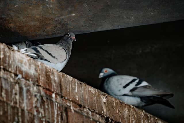 Pigeons in Castle Foregate near Shrewsbury railway station
