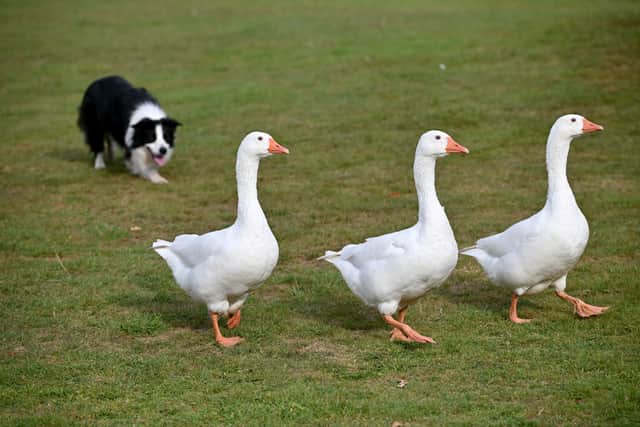 Sheep dog display at Oswestry Balloon Carnival 2025. Photo: Tim Sturgess