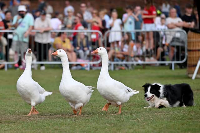 Sheep dog display at Oswestry Balloon Carnival on Saturday, August 16. Photo: Tim Sturgess