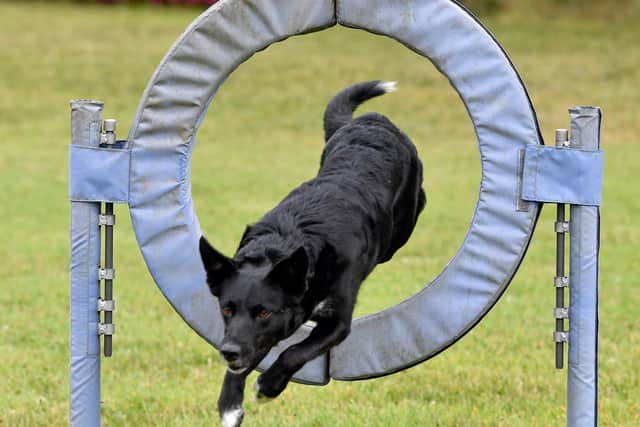 Sushi jumping through a hoop
