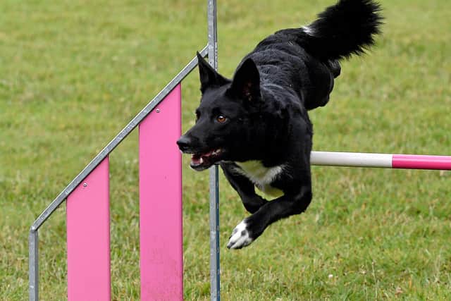 Max Glover and his dog Sushi (pictured) won a gold medal at the Junior Open Agility World Championships in Portugal