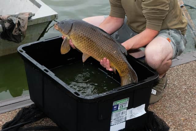Angler Rhys Davies rescuing a carp from the lake affected by blue green algae. Image by Andy Compton