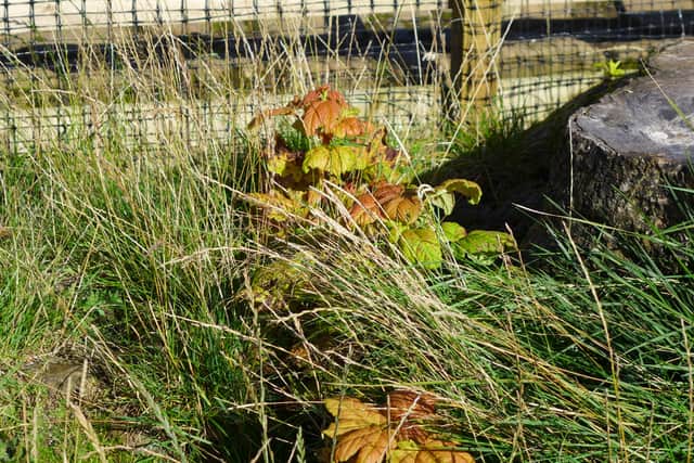 Regrowth at the site of the Sycamore Gap. Picture: Rob McBride