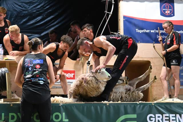Gethin Lewis shearing
