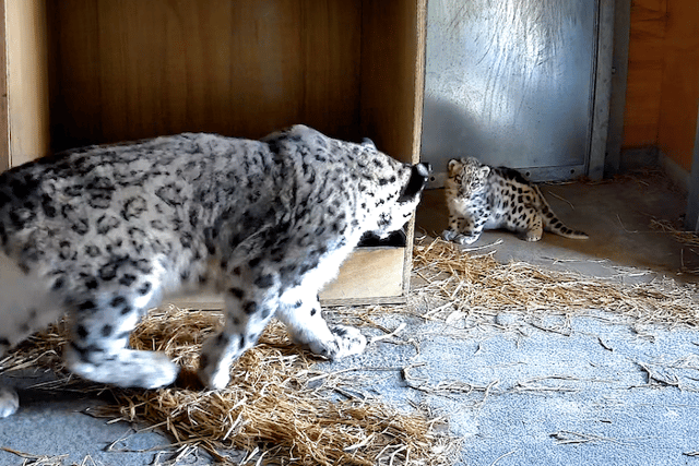 CCTV cameras show precious early moments between mum Nubra and her adorable newborn. Photo: Chester Zoo